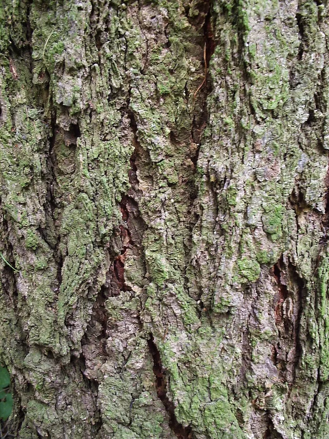 European Larch — Bark & trunk