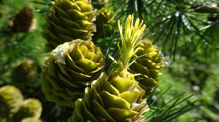European Larch — Cone