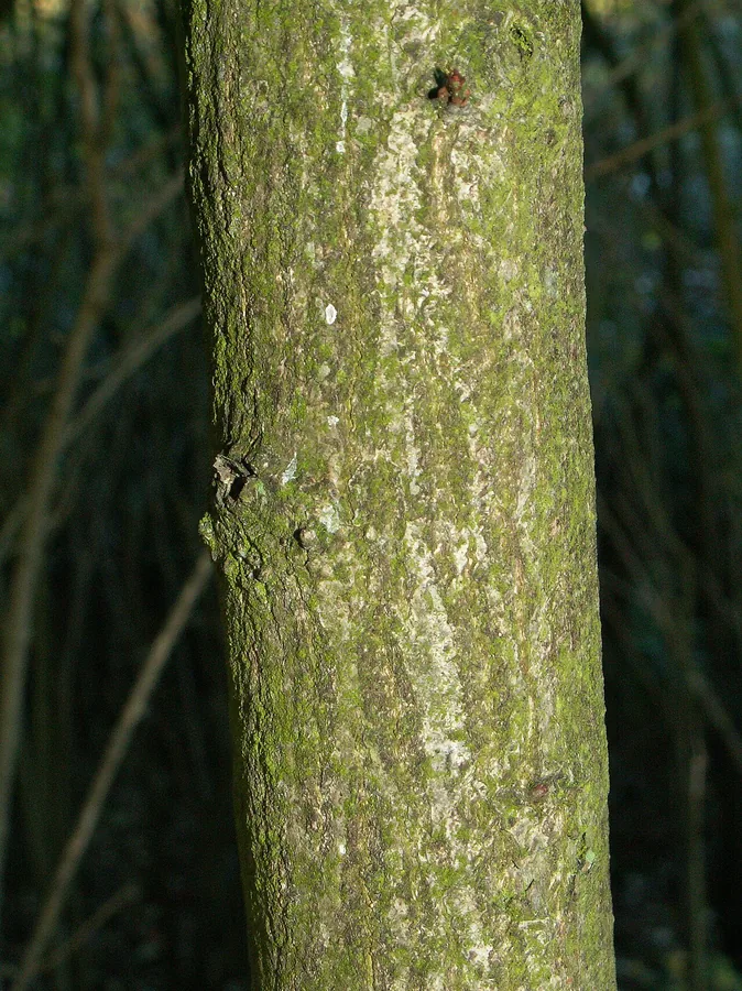 European Spindle — Bark & trunk
