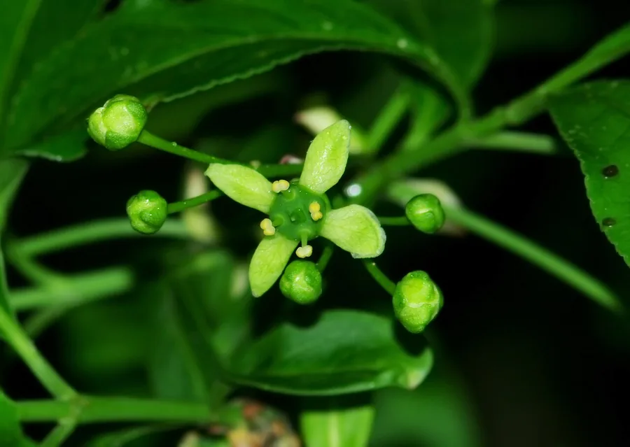 European Spindle — Flower
