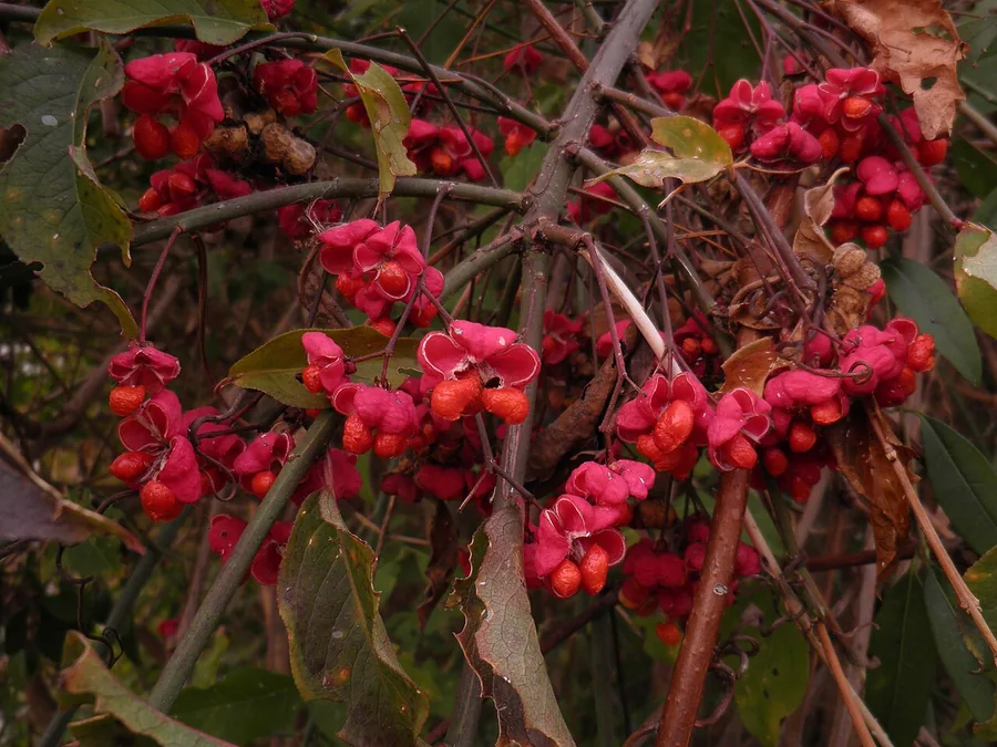 European Spindle — Fruit / seed