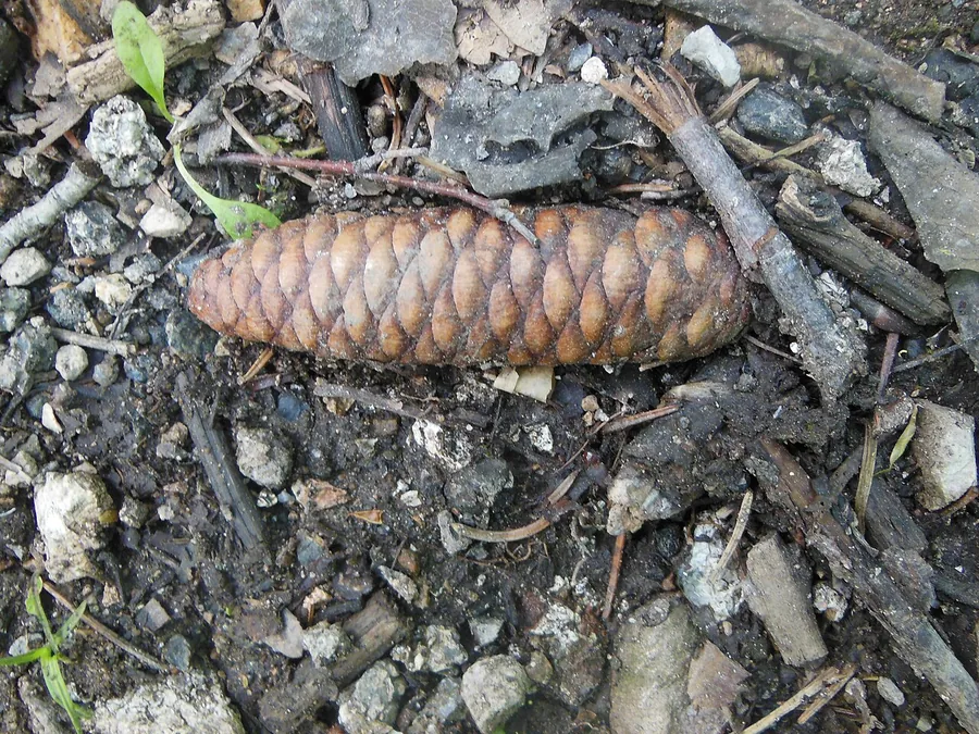Ezo Spruce — Cone
