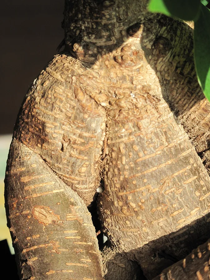 Ficus — Bark & trunk