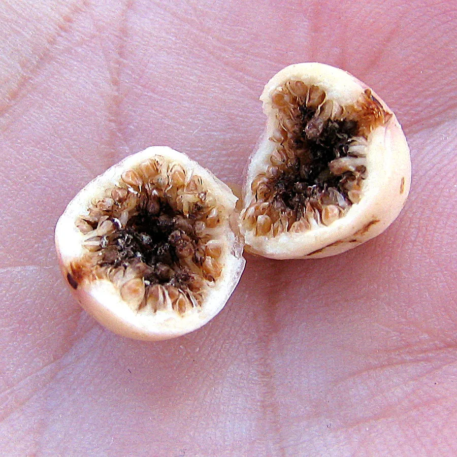 Ficus — Fruit / seed