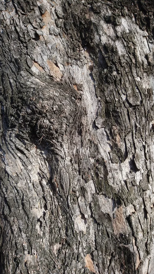 Field Maple — Bark & trunk