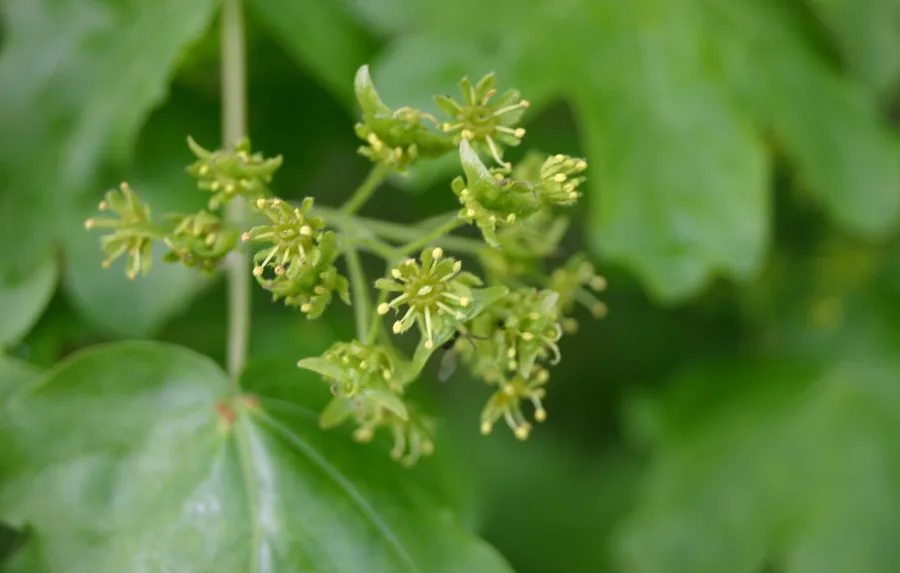 Field Maple — Flower