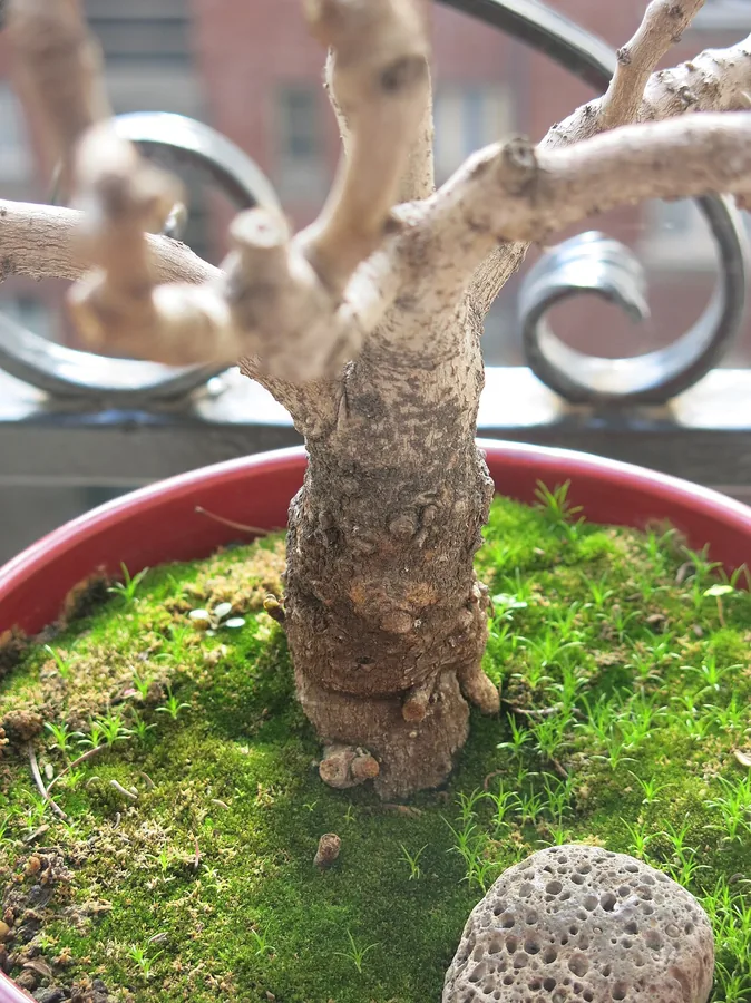 Fig (Common / Edible Fig) — Bark & trunk