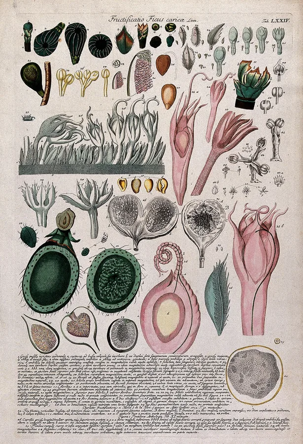 Fig (Common / Edible Fig) — Flower