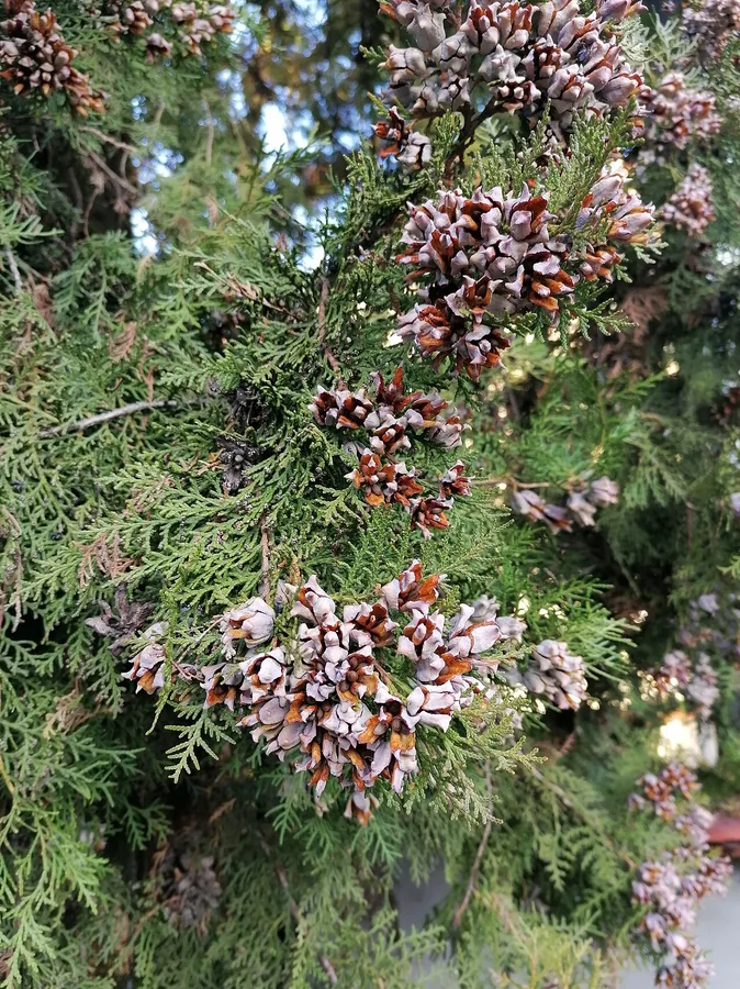 Fire Chief Arborvitae — Cone