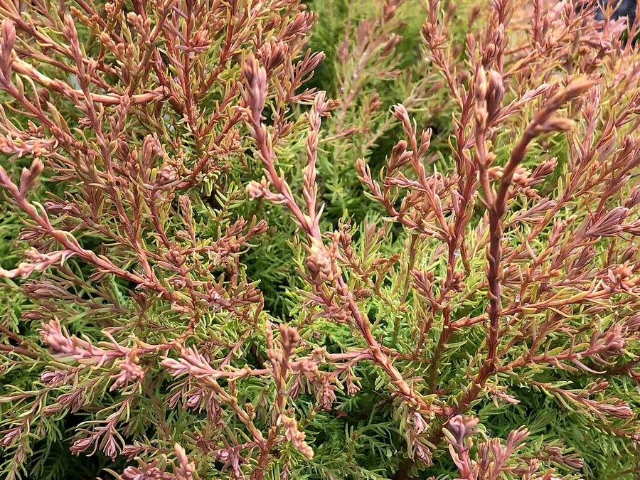Fire Chief Arborvitae — Foliage / leaf detail