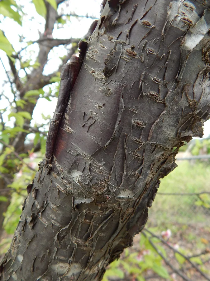 Flowering Cherry for Warm Climates (Zone 8b) — Bark & trunk