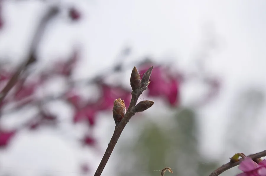 Flowering Cherry for Warm Climates (Zone 8b) — Flower