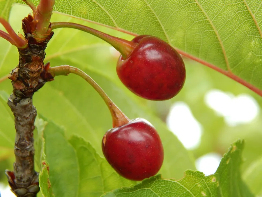 Flowering Cherry for Warm Climates (Zone 8b) — Fruit / seed