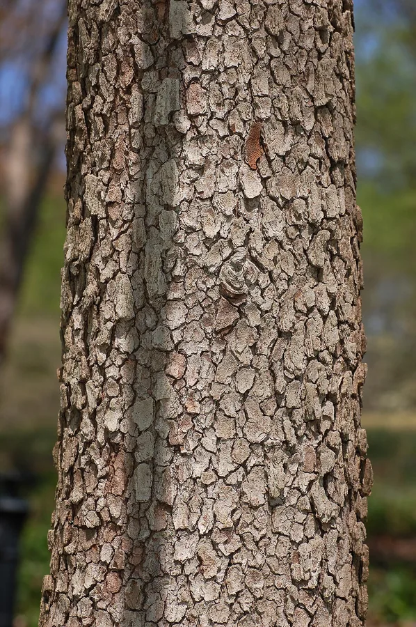 Flowering Dogwood — Bark & trunk