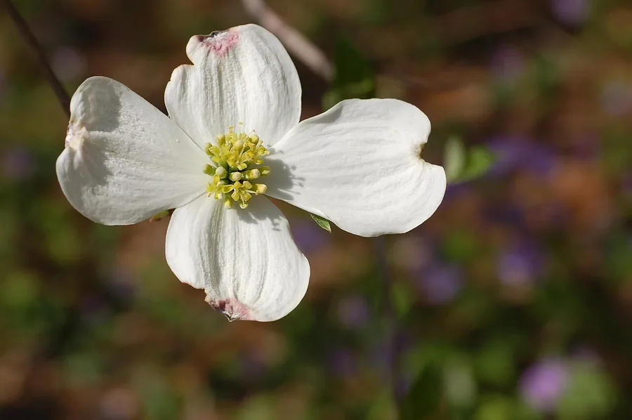 Flowering Dogwood — Flower