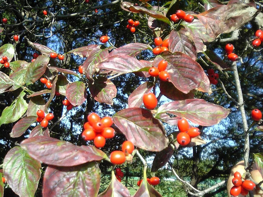 Flowering Dogwood — Fruit / seed