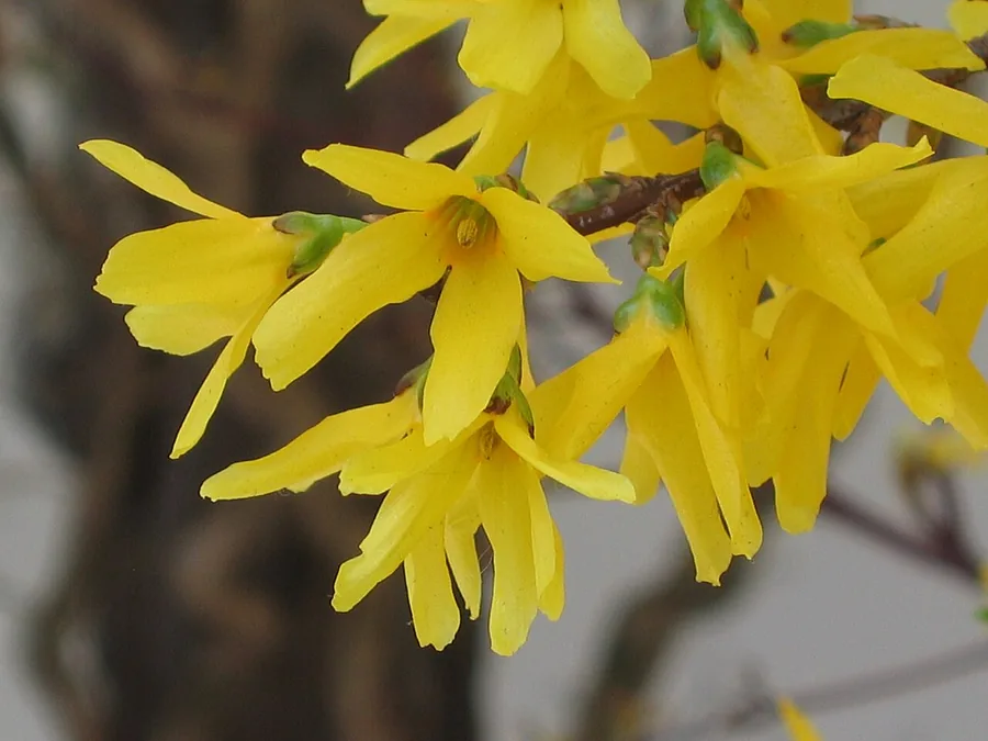 Forsythia — Flower