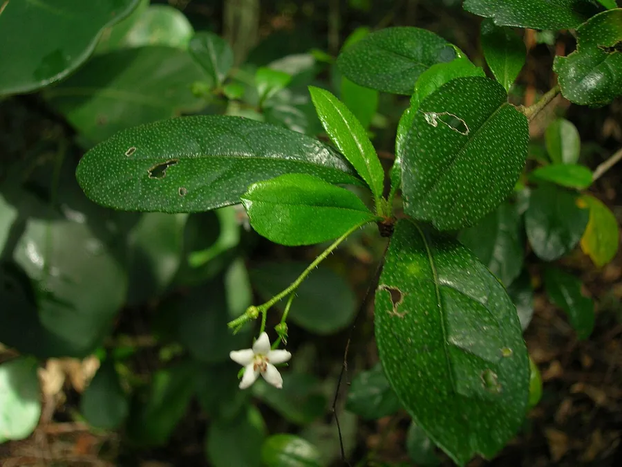 Fukien Tea — Flower