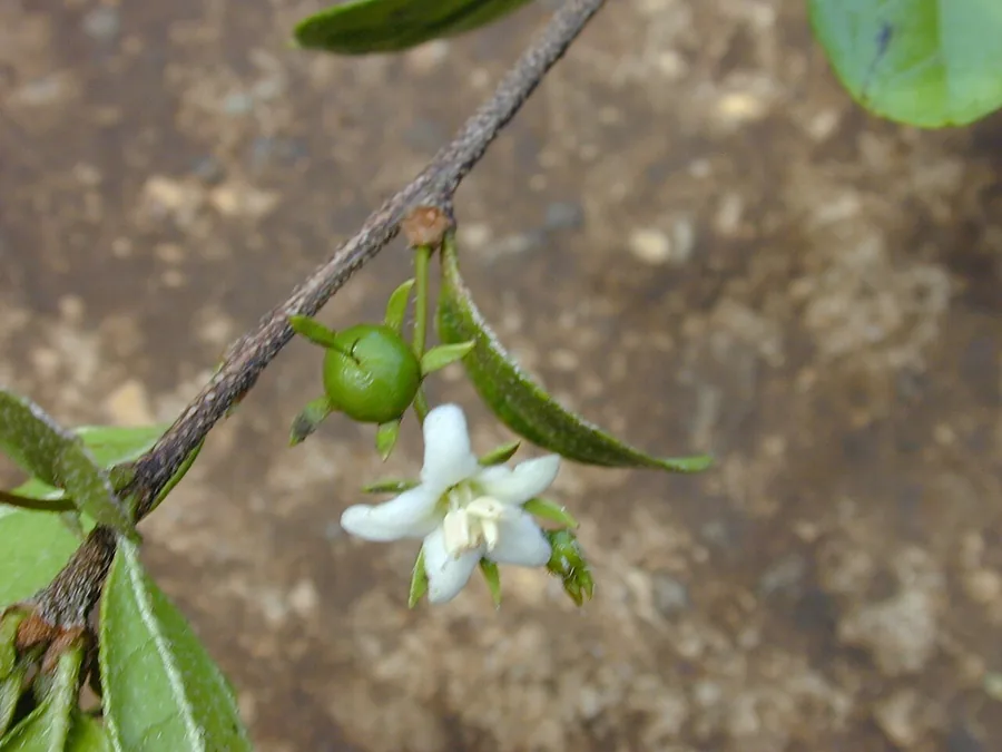 Fukien Tea — Fruit / seed