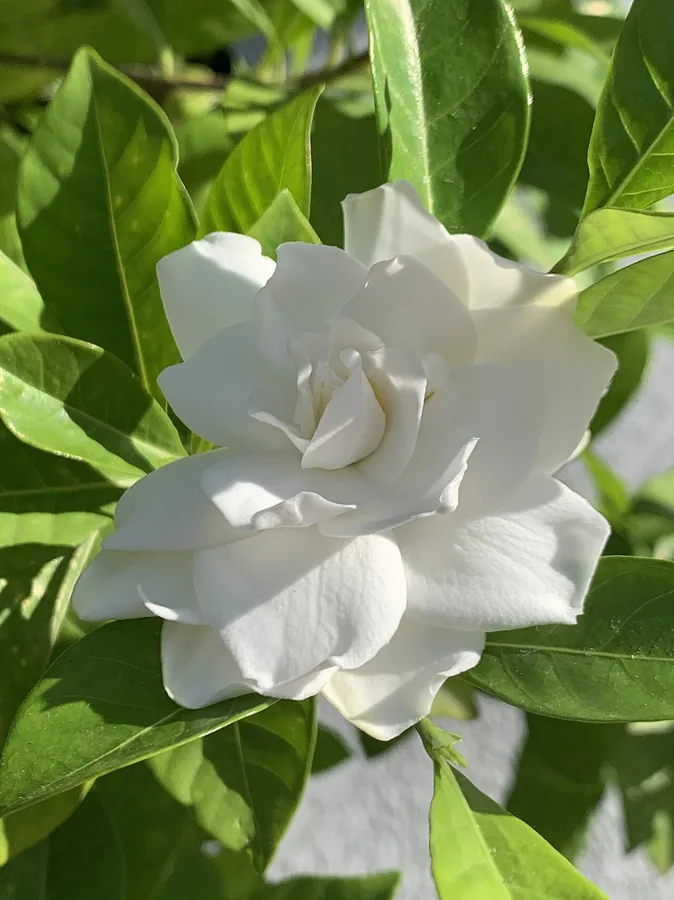 Gardenia — Flower