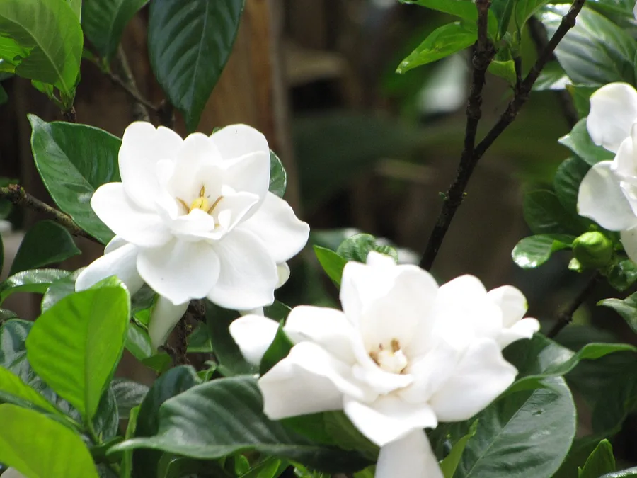 Gardenia — Foliage / leaf detail