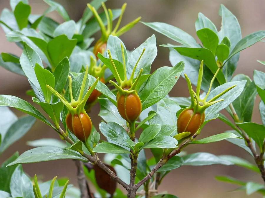 Gardenia — Fruit / seed