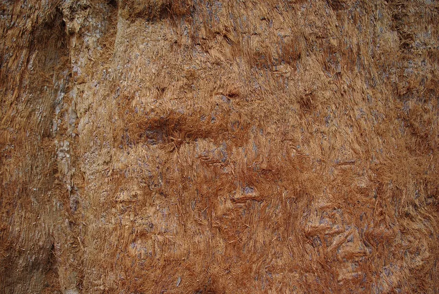 Giant Sequoia — Bark & trunk
