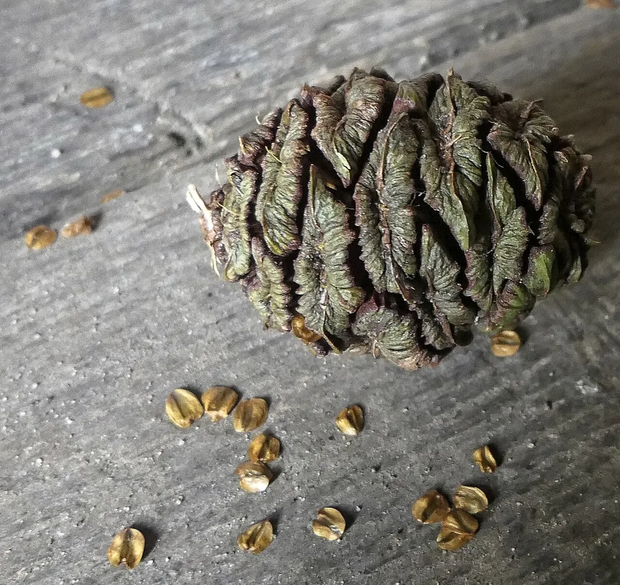 Giant Sequoia — Cone
