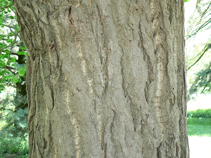 Ginkgo (Maidenhair Tree) — Bark & trunk