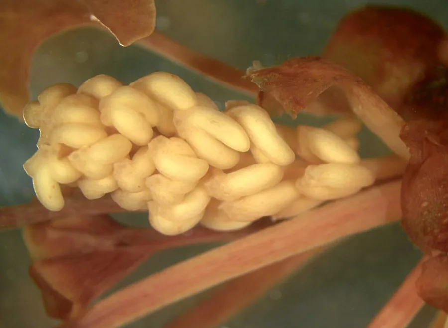 Ginkgo (Maidenhair Tree) — Cone