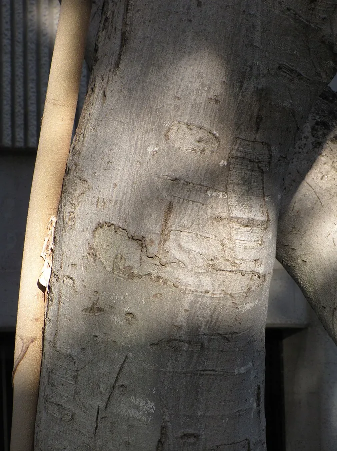 Ginseng Ficus — Bark & trunk