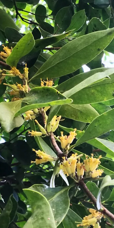 Ginseng Ficus — Flower