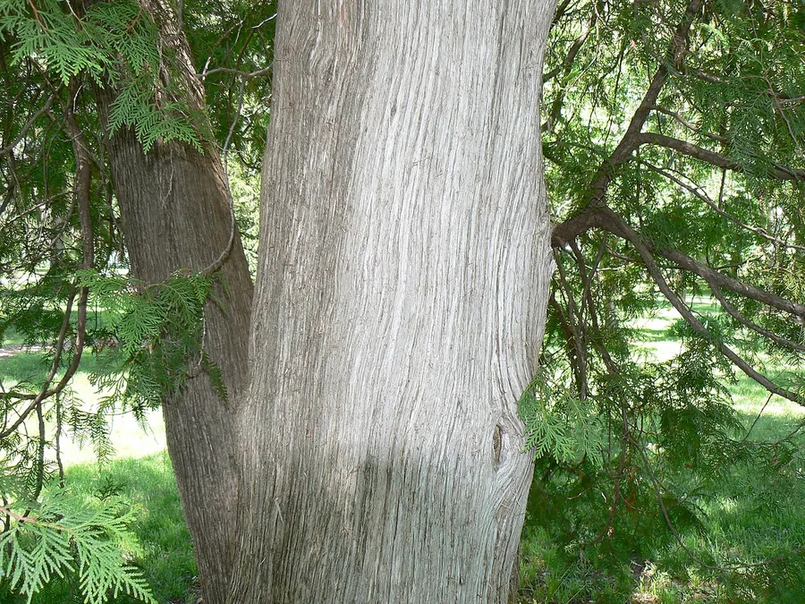Gold Arborvitae — Bark & trunk