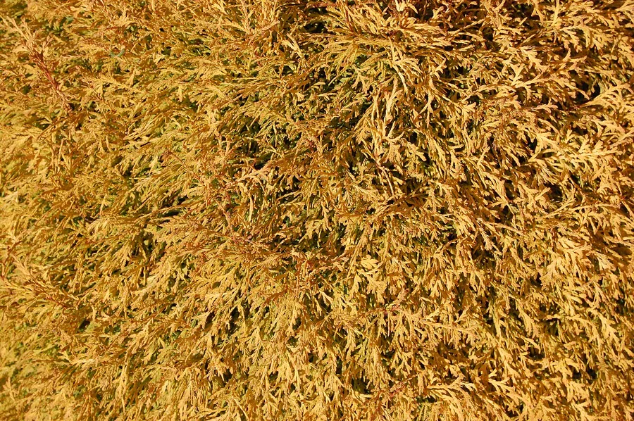 Gold Arborvitae — Foliage / leaf detail