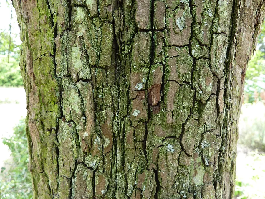 Hawthorn — Bark & trunk