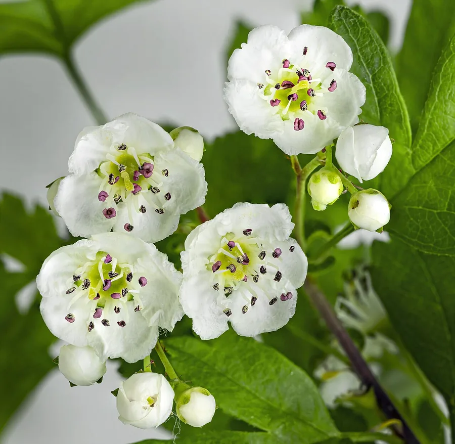 Hawthorn — Flower