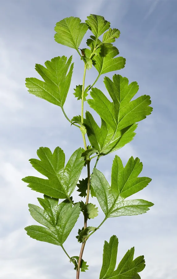 Hawthorn — Foliage / leaf detail