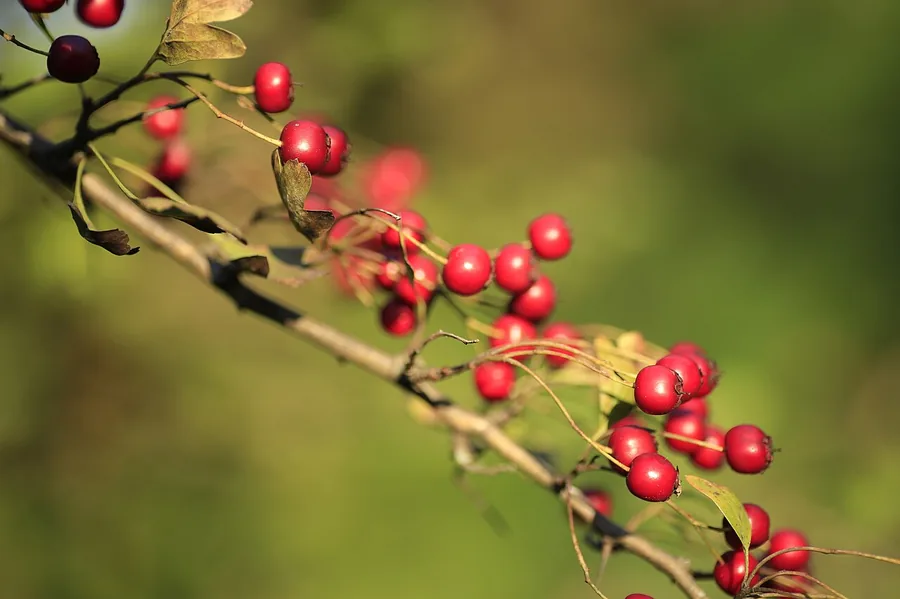 Hawthorn — Fruit / seed