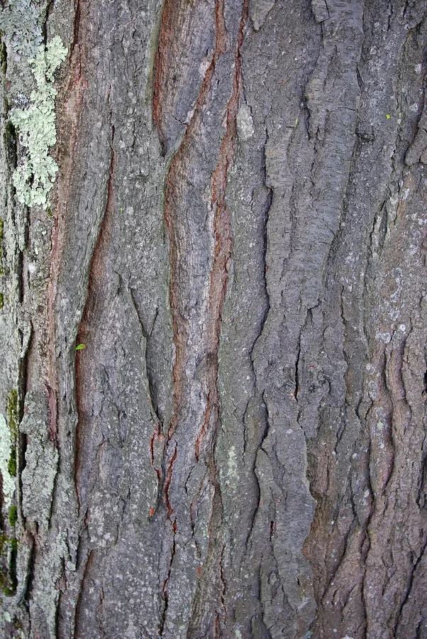 Honey Locust — Bark & trunk