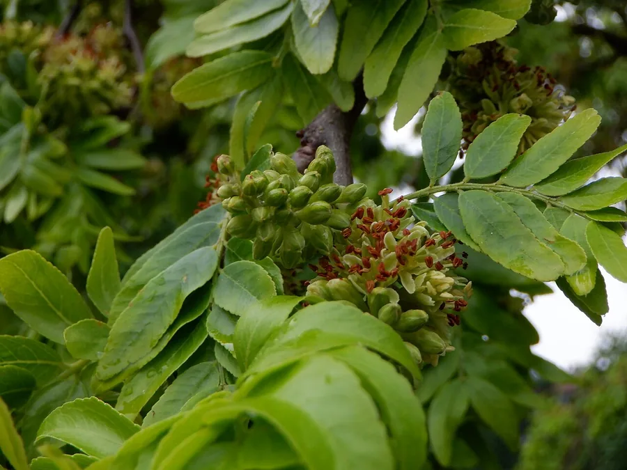 Honey Locust — Flower