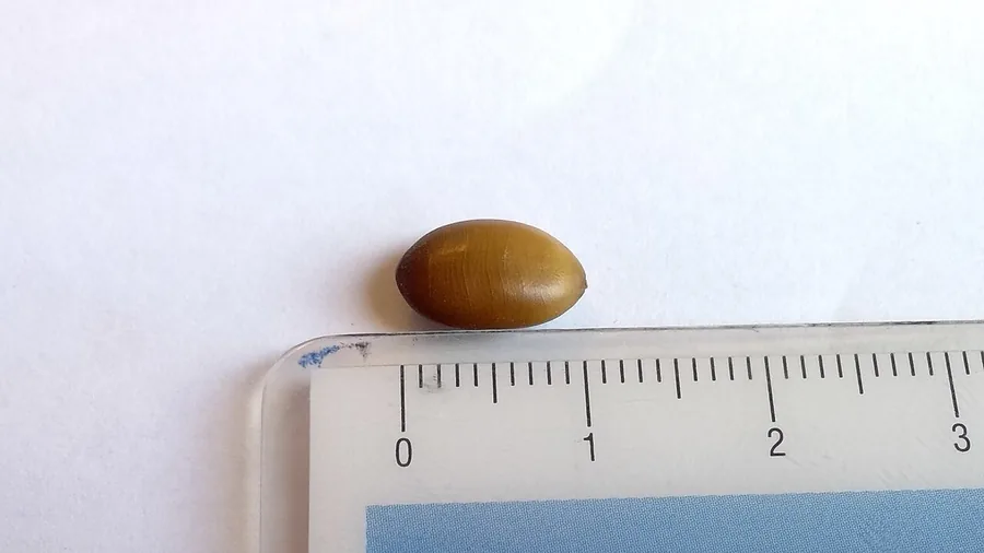 Honey Locust — Fruit / seed