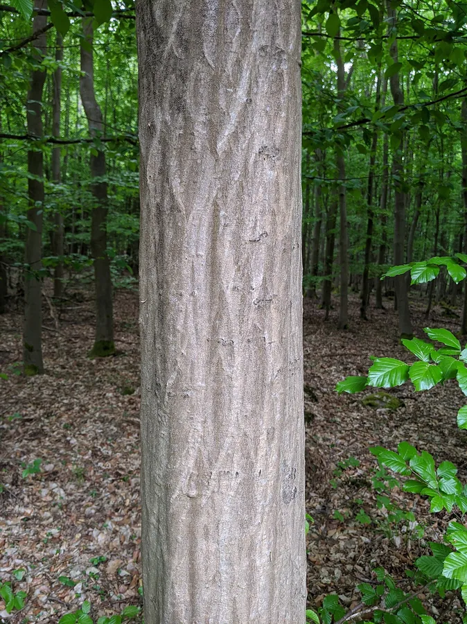 Hornbeam — Bark & trunk