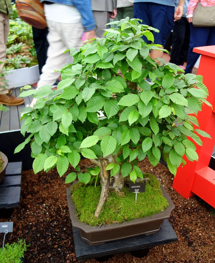 Hornbeam — Flower