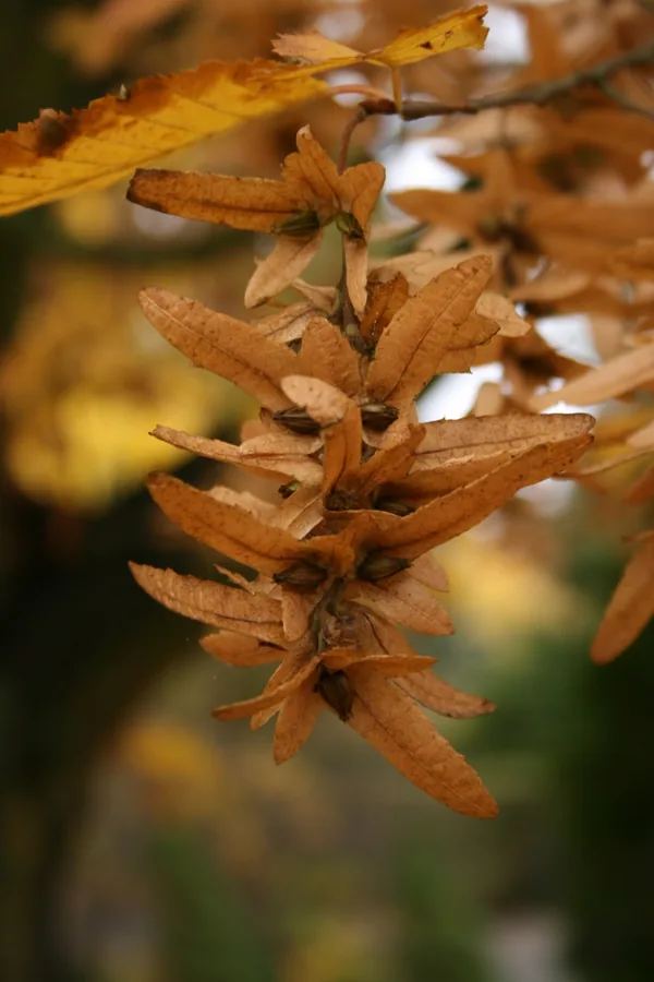 Hornbeam — Fruit / seed