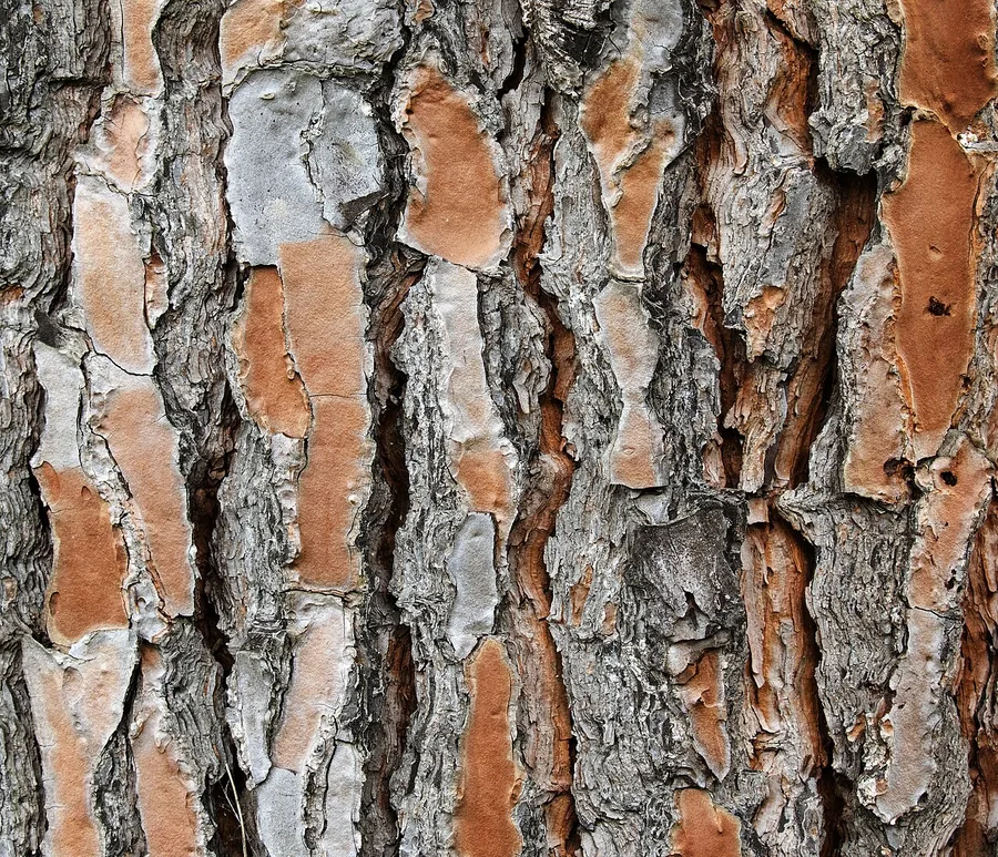 Italian Stone Pine — Bark & trunk