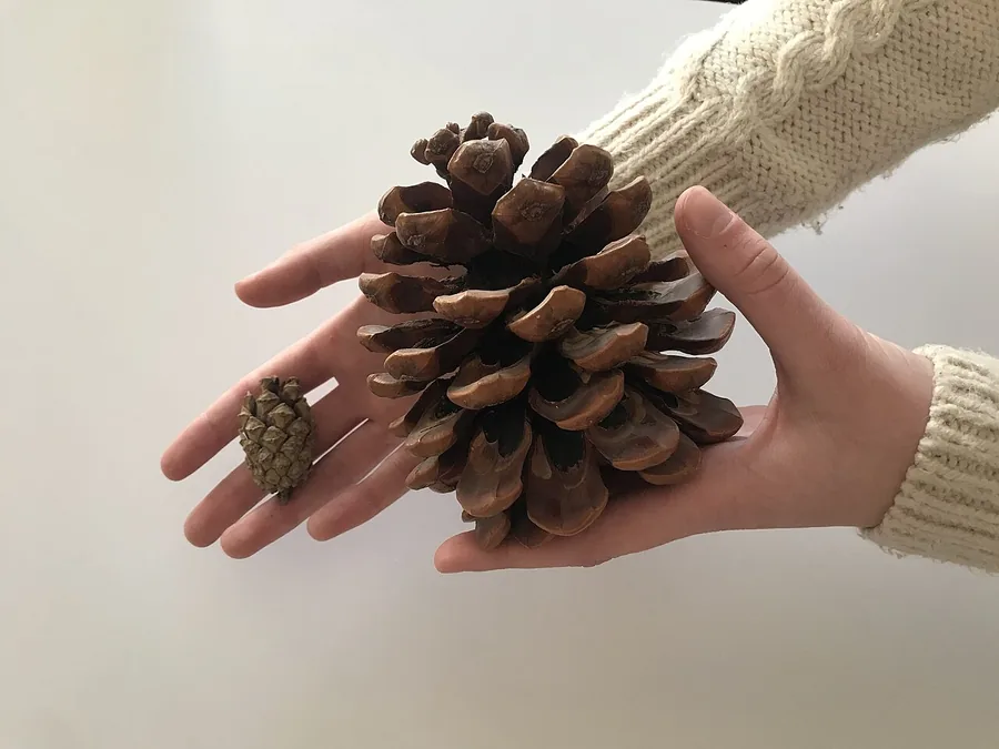 Italian Stone Pine — Cone