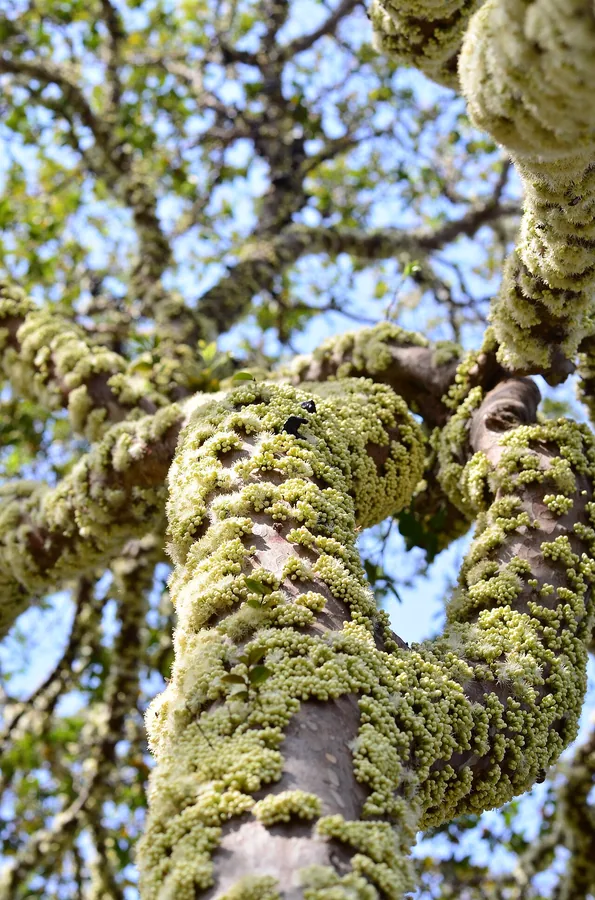 Jaboticaba — Flower