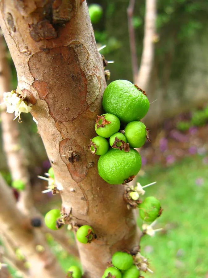 Jaboticaba — Fruit / seed