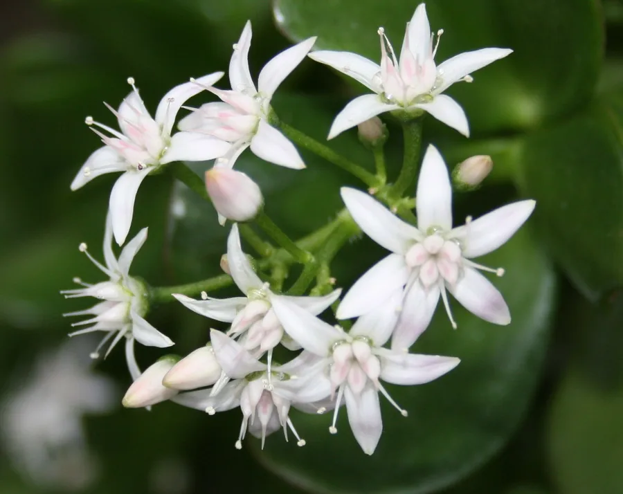 Jade Plant — Flower