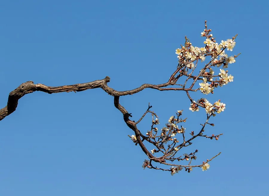 Japanese Apricot (Ume) — Flower